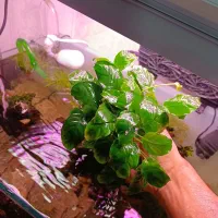 انوبیاس جاینت