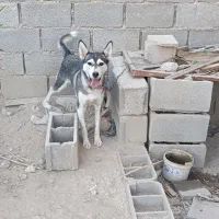 سگ هاسکی