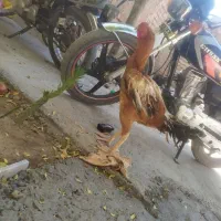 خروس لاری اصیل