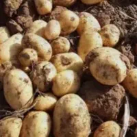 سیب زمینی  زرد و خوش مزه