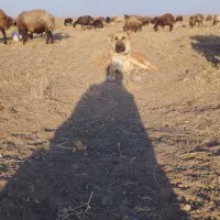 توله 11ماهه گلگی