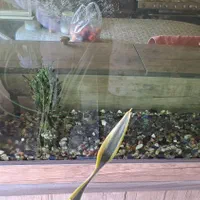 آکواریوم شیشه خم|ماهی|فردیس, شهرک راه آهن|دیوار