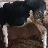 گوساله ماده