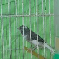 قناری ۹ تا نر شلاغی ۳ تا ماده. رسمی بلند. فر.کاکلی|پرنده|مشهد, شهرک امام سجاد|دیوار