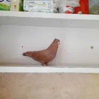 کبوتر|پرنده|تاکستان, |دیوار