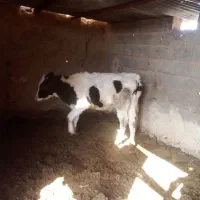 گوساله نر ۸ ماهه