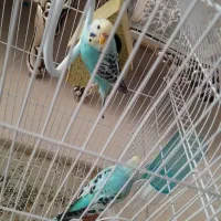 مرغ عشق|پرنده|اردبیل, |دیوار