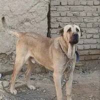 ببری دوسال و نیم