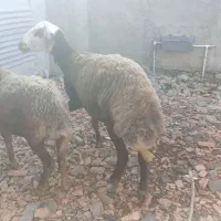 گوسفند شیشک. توقلی و بز بزغاله دار|حیوانات مزرعه|سیمین شهر, |دیوار