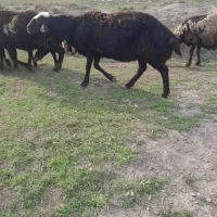 بره قزل پوست گاوی اصل