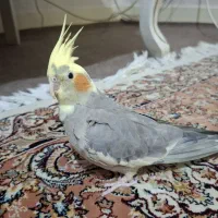 پرنده،عروس هلندی