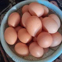 تخم مرغ محلی