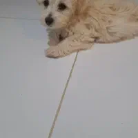 مالتیز شیتزو|سگ|کرمانشاه, |دیوار