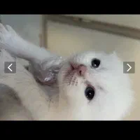 توله اسکاتیش بریتیش