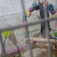 عروس هلندی|پرنده|گرگان, |دیوار