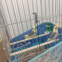 عروس هلندی جفت نرماده