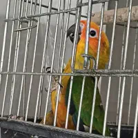 یک جفت طوطی خورشیدی نر رام پرورش خانگی|پرنده|بهارستان, |دیوار