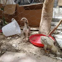 جوجه لاری اوشامو اصیل درجه۱