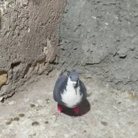 کفترسیاه سیندق