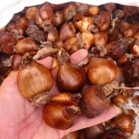 پیاز گل نرگس شهلا