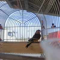 سهره قناری نر جوجه امسال|پرنده|فسا, |دیوار