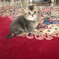 بچه گربه اسکاتیش گلد