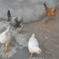 جوجه بومی|حیوانات مزرعه|لردگان, |دیوار