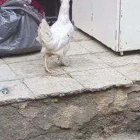 مرغ محلی تخم گذار