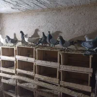 کبوتر|پرنده|میاندوآب, |دیوار