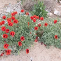 اجاره زمین کشاورزی آبدان