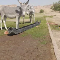 خر گله|حیوانات مزرعه|شوشتر, |دیوار
