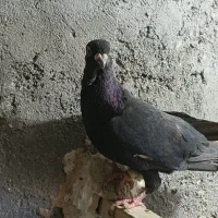 زاغ موشی نر