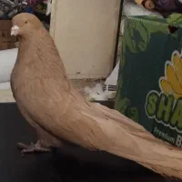 زرد مخملی|پرنده|اندیشه, اندیشه فاز ۲|دیوار