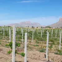 پایه بتنی فنس و انگور داربستی