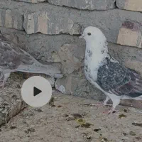 کفتر گمشده