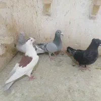 4تا ماده خوب یه نر|پرنده|فسا, |دیوار