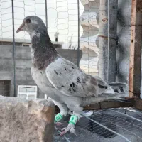 کفتر