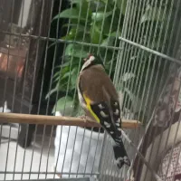 سهره قرص خون|پرنده|محلات, |دیوار