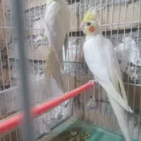 عروس لوتینو بالغ|پرنده|تایباد, |دیوار