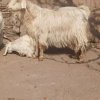 فروش بز|حیوانات مزرعه|رفسنجان, |دیوار