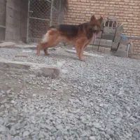 سگ ژرمن نر نگهبان