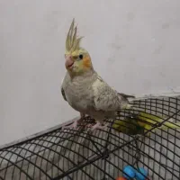 دوعدد عروس هلندی ماده