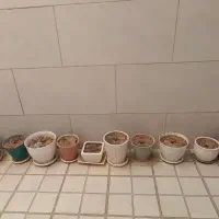 سانسوریا ابلغ و پتوس(پیچک)|گل و گیاه طبیعی|امیدیه, |دیوار