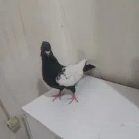 کبوتر.سینه سیاه