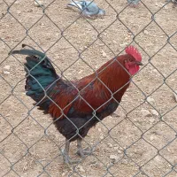 دو‌عدد‌خروس‌چاق‌و«بزرگ»