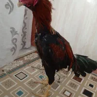 4 قطعه خروس و مرغ لاری اصیل