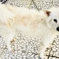 سگ روباهی|سگ|زاهدان, |دیوار