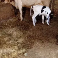 گاو|حیوانات مزرعه|ضیاء آباد, |دیوار