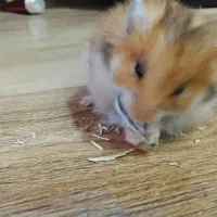 همستر همستر همستر