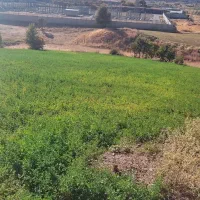 فروش یونجه سرپا